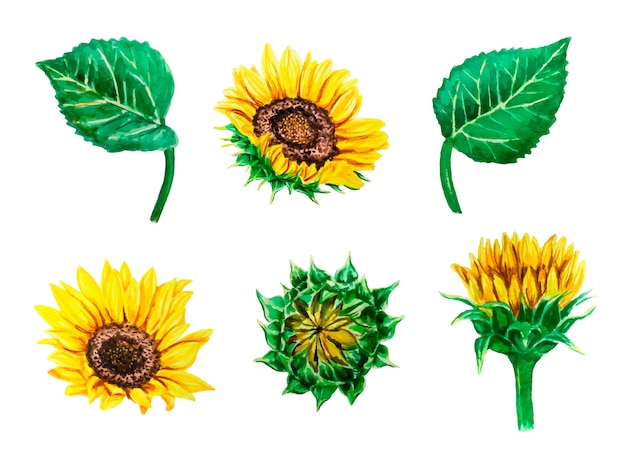 Download Watercolor vector set with colorful sunflowers and leaves ...