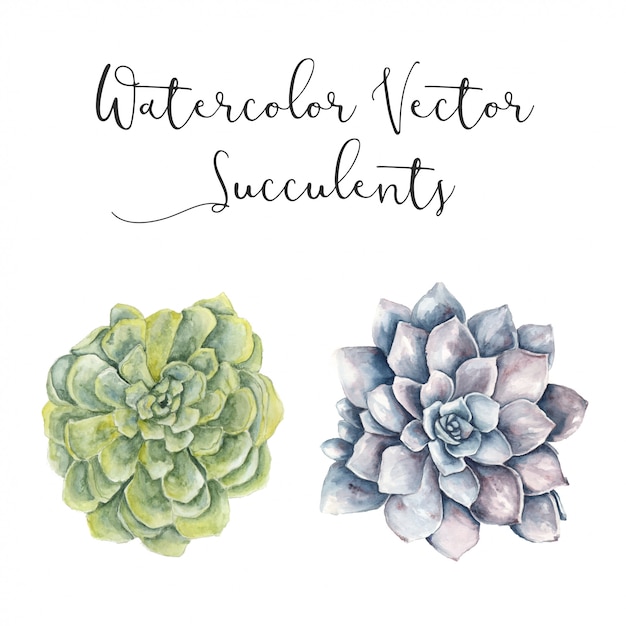 Download Watercolor vector succulent | Premium Vector