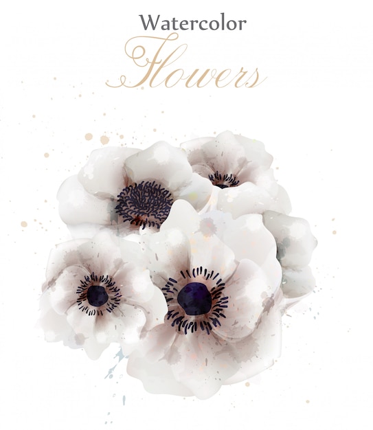 水彩の白いポピーの花 プレミアムベクター