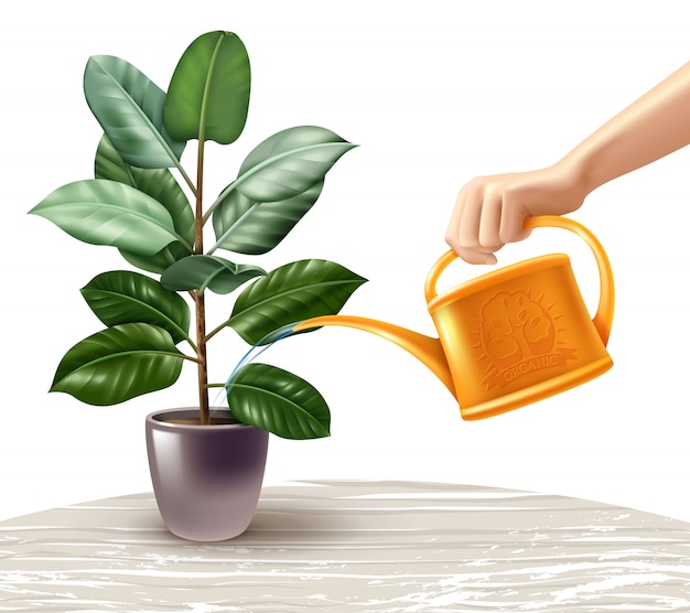 Free Vector Watering Ficus Realistic Illustration