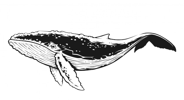 Premium Vector | Whale In Motion Side View. Black And White Contrast ...