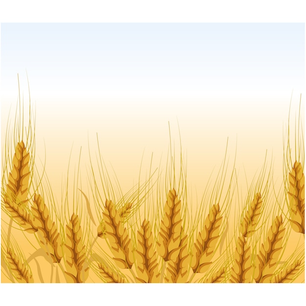 Wheat background design Vector | Free Download