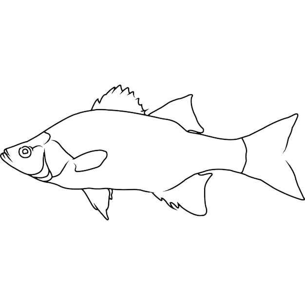 Premium Vector | White bass hand sketched hand drawn vector clipart