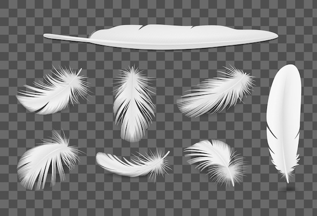 分離された白い鳥の羽透明な現実的なセット 無料のベクター