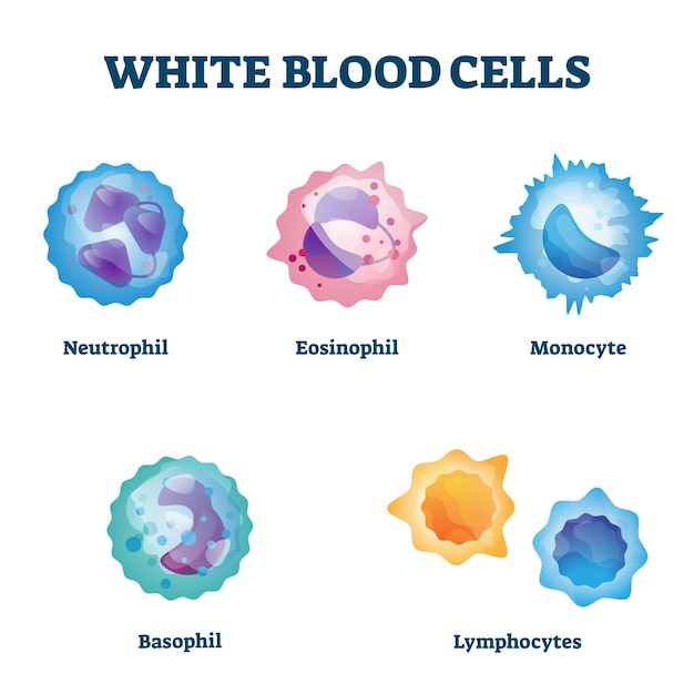白血球の種類は 教育の例と表示されています 好中球 好酸球 単球 好塩基球 リンパ球の違いの比較コレクションを使用した 孤立したwbcクローズアップスキーム プレミアムベクター