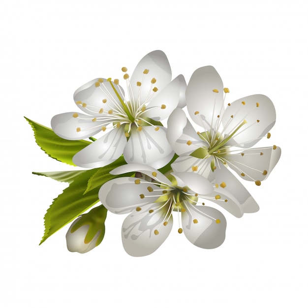 白い花の花のイラスト プレミアムベクター