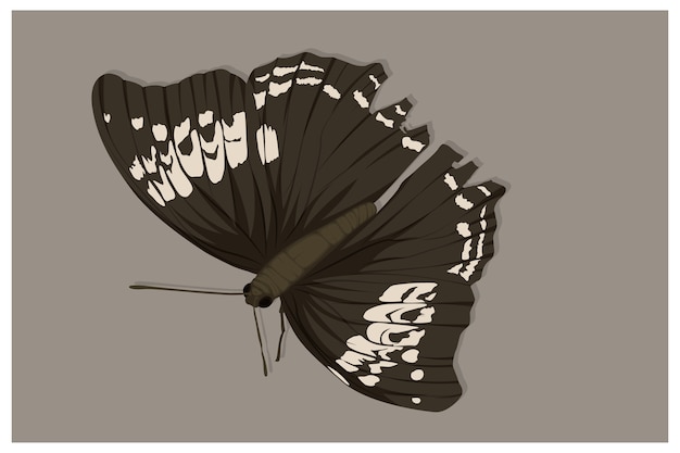 Premium Vector | White butterfly illustration