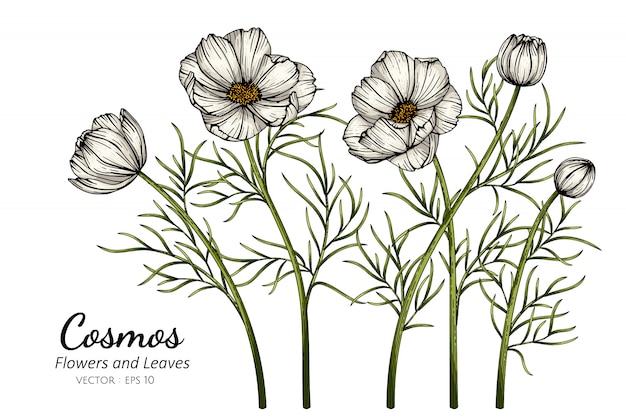 白いコスモスの花と葉のイラストを描く プレミアムベクター