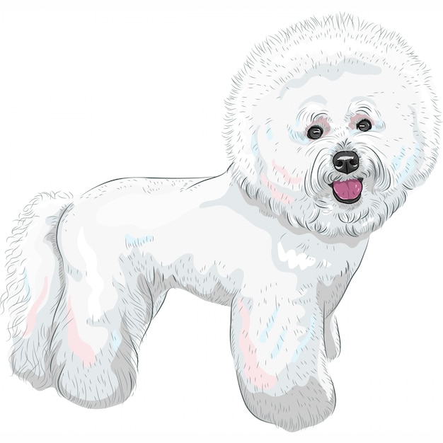 Premium Vector White cute dog bichon frise breed