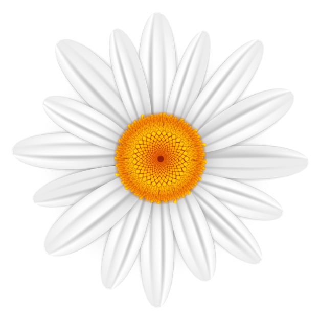 Premium Vector | White daisy