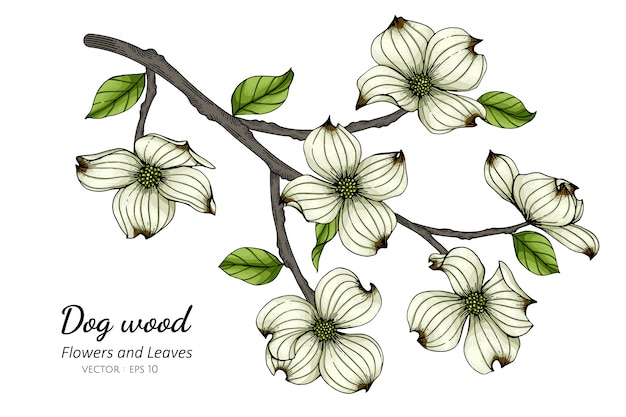 プレミアムベクター 白いハナミズキの花と白い背景のラインアートとイラストを描く葉