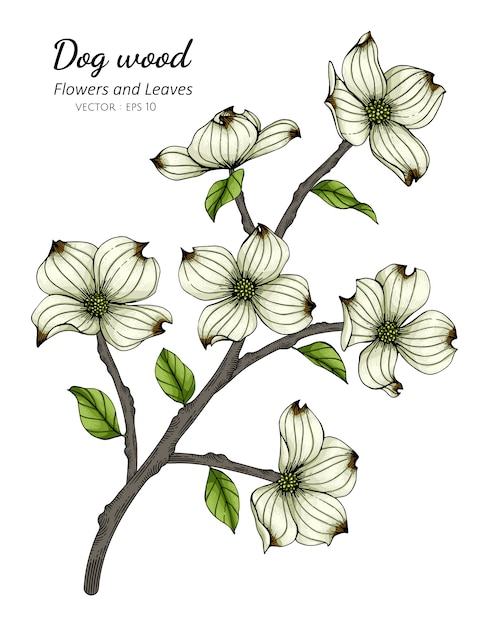 白いハナミズキの花と葉のイラストを描く プレミアムベクター