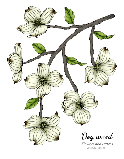 白いハナミズキの花と葉のイラストを描く プレミアムベクター