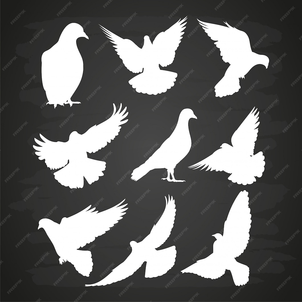 Premium Vector | White dove silhouette set on blackboard