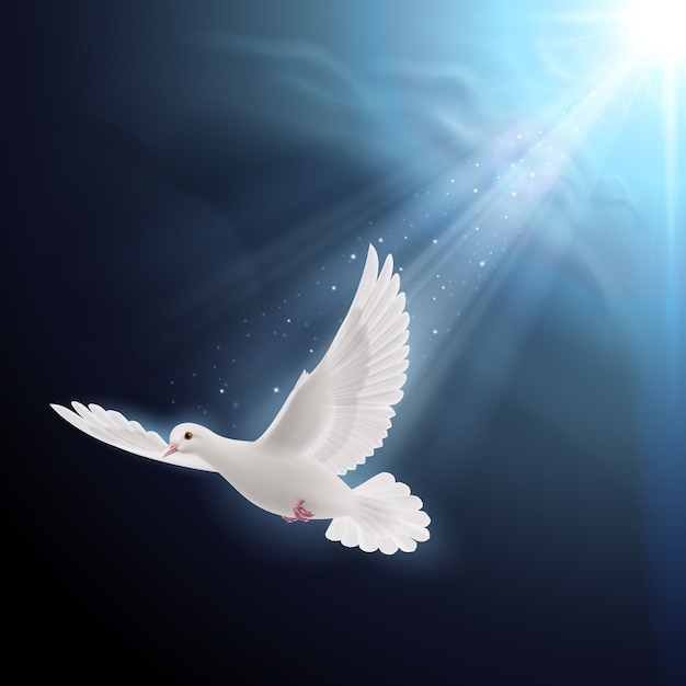 White dove in sunlight | Premium Vector