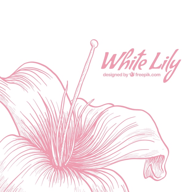 Download White lily | Free Vector