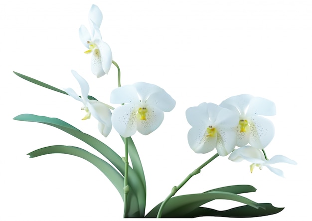 Premium Vector White Orchid Plant With Flowers