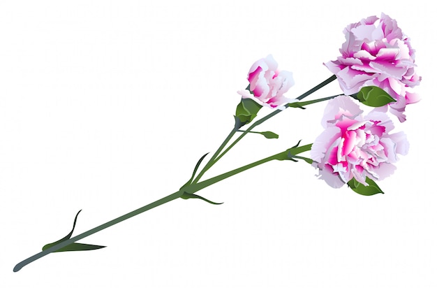 緑の茎の花束に白ピンクのカーネーションの花 プレミアムベクター