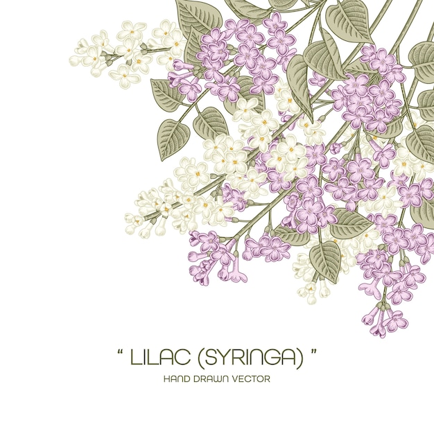 White and purple syringa vulgaris 