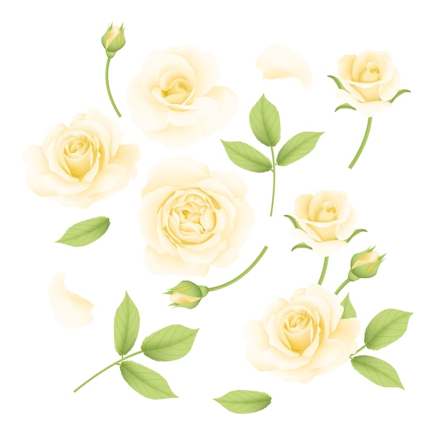 Premium Vector | White roses vector collection