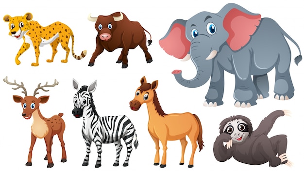 Download Wild animals on white background Vector | Free Download