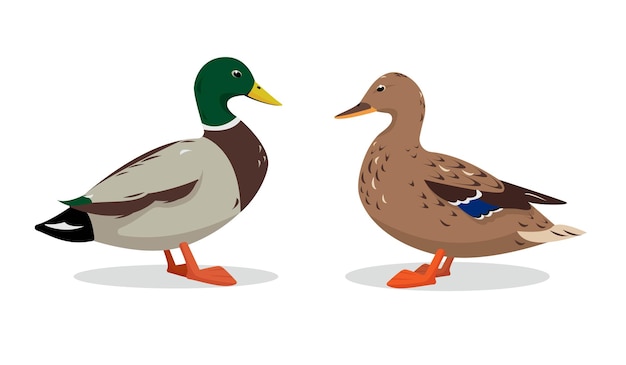 Premium Vector Wild Duck Set Mallard Cute Male And Female Ducks