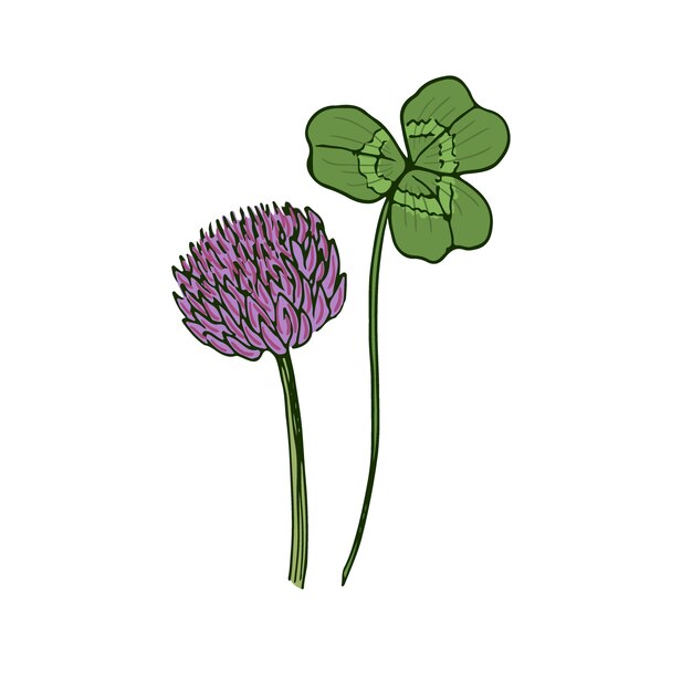 Download Wild flower illustration. clovel medical herbal. vector ...