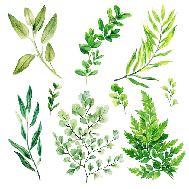 Download Wild leaves and ferns, watercolor bright greenery ...