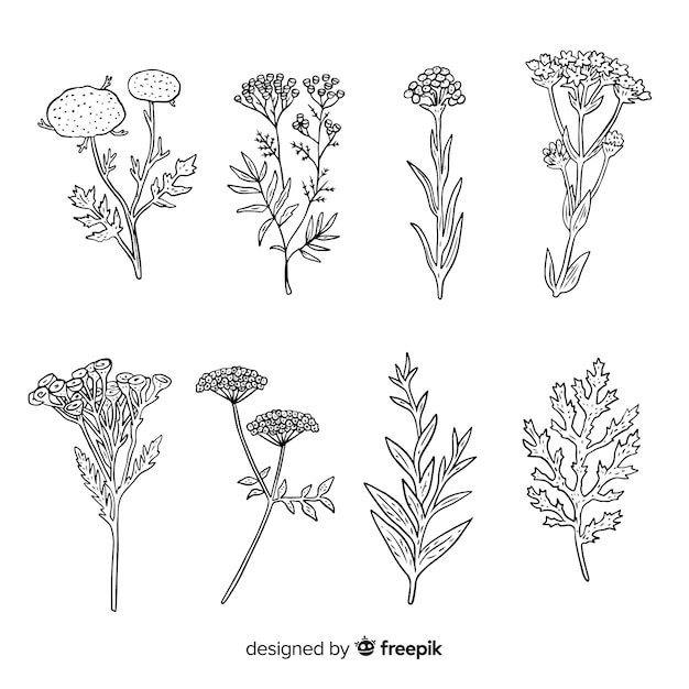 Free Vector | Wild leaves and plants collection