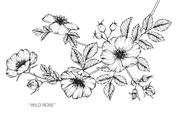 野生のバラの花の描画のイラスト プレミアムベクター