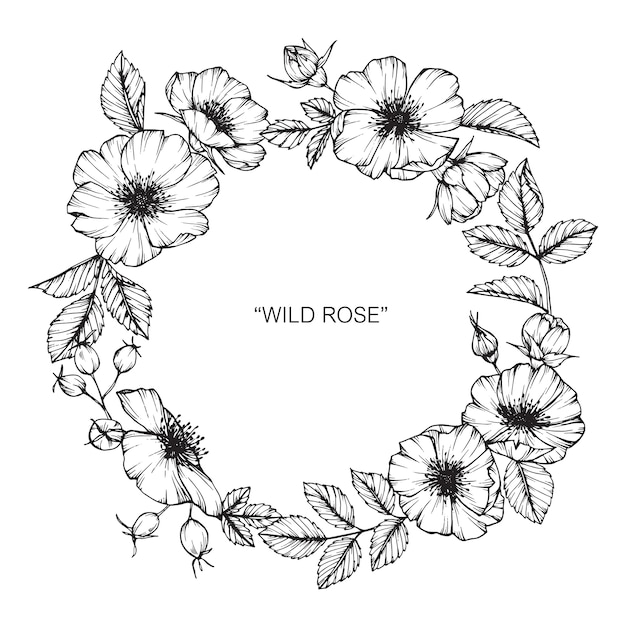 Premium Vector Wild rose flower drawing illustration