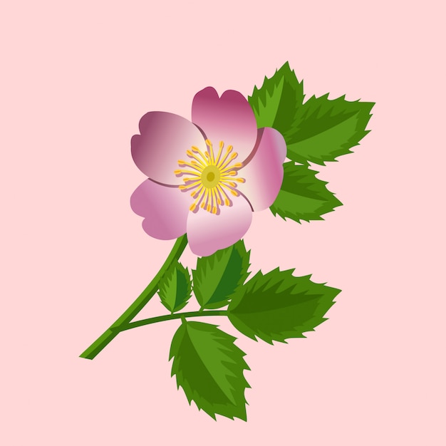 Premium Vector | Wild rose flower.