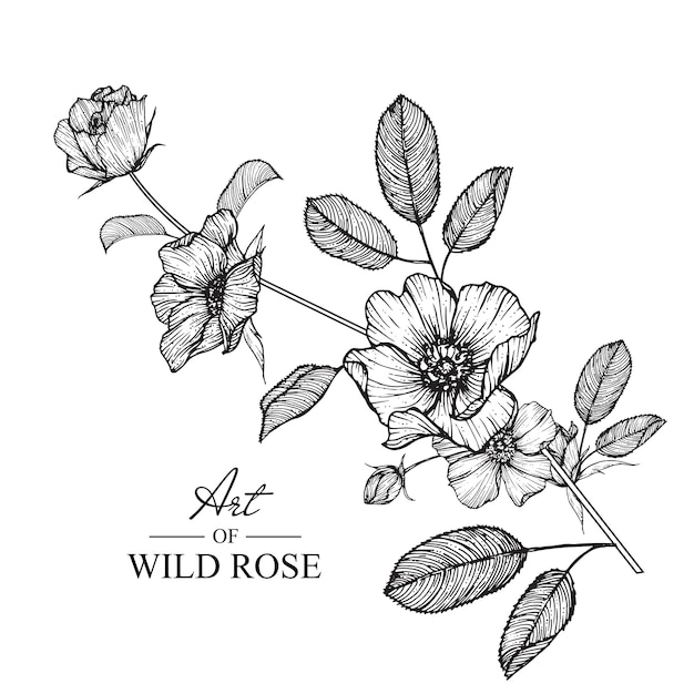 ワイルドローズの葉と花の絵 ヴィンテージ手描き植物イラスト ベクター プレミアムベクター
