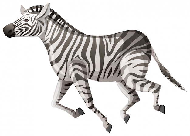 Featured image of post Zebra Running Vector : Featuring over 42,000,000 stock photos, vector clip art images.