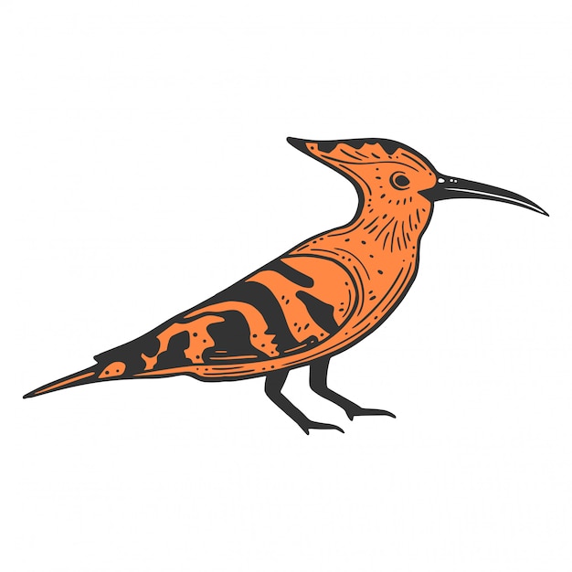 hoopoe wildbird