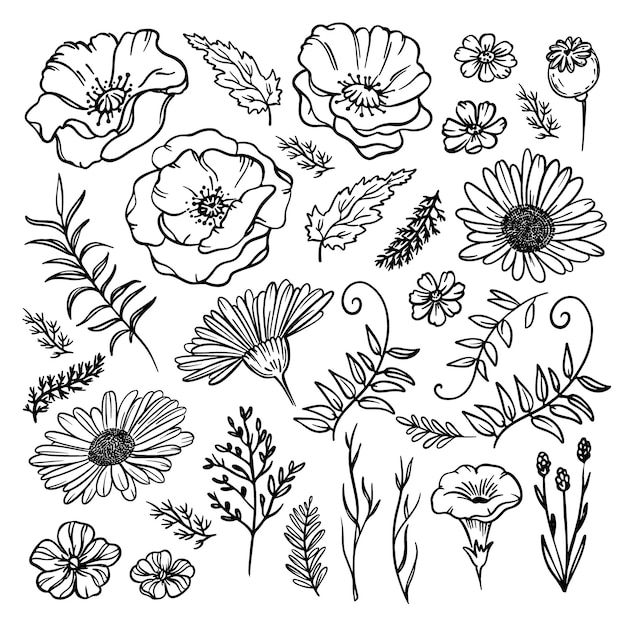 Wildflowersketchフローラルモノクロームポピーカモミールベル花と草のイラストセット プレミアムベクター