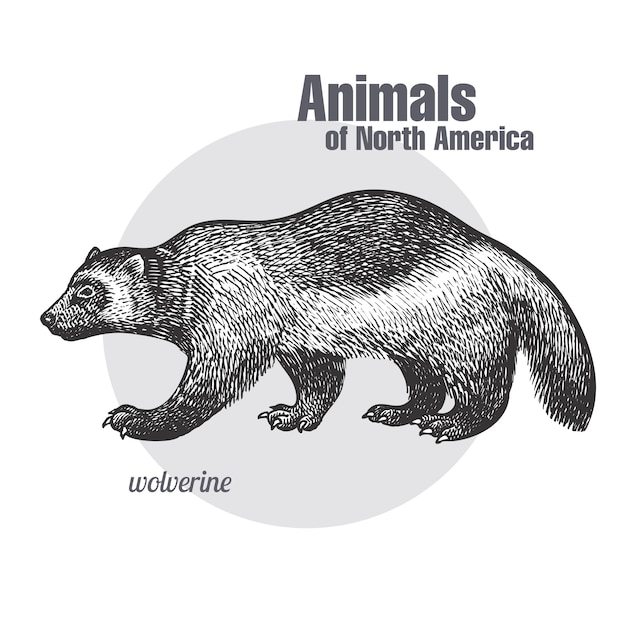 Download Free Wolverines Images Free Vectors Stock Photos Psd Use our free logo maker to create a logo and build your brand. Put your logo on business cards, promotional products, or your website for brand visibility.