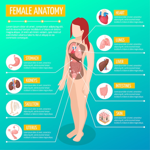 Woman anatomy infographic layout with location and definitions of internal organs in female body ...