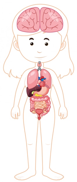 Premium Vector | A woman body and organs