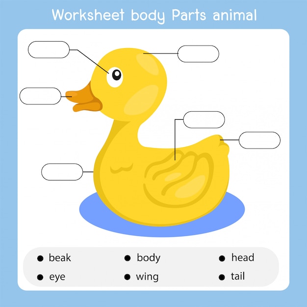 Worksheet body duck animal | Premium Vector