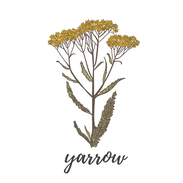 Premium Vector | Yarrow glower isolated on white background