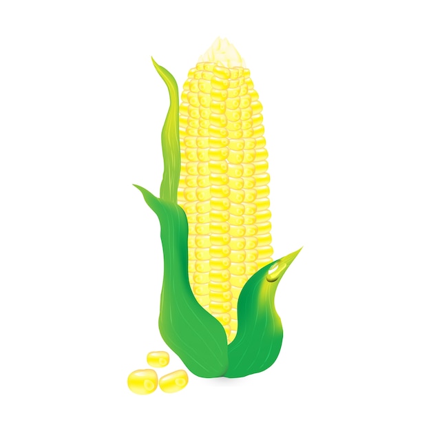 Download Yellow corn cob vector illustration design | Premium Vector