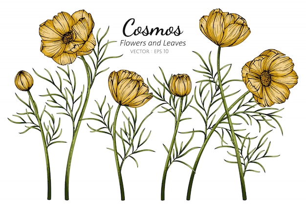 黄色のコスモスの花と葉のイラストを描く プレミアムベクター