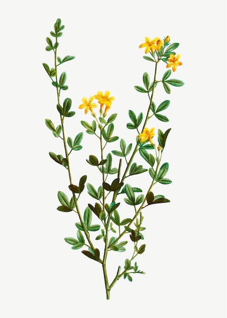 Download Yellow jasmine flowers | Free Vector