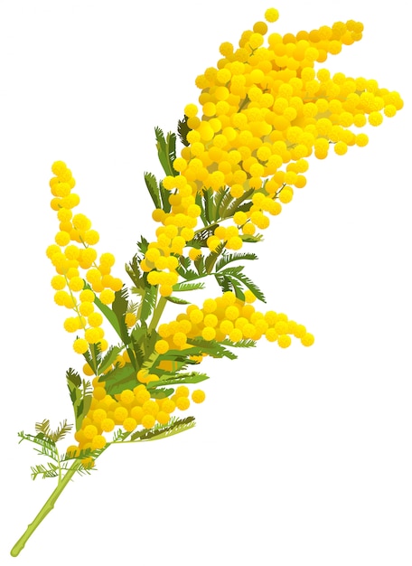 Premium Vector Yellow Mimosa Flower Branch Isolated