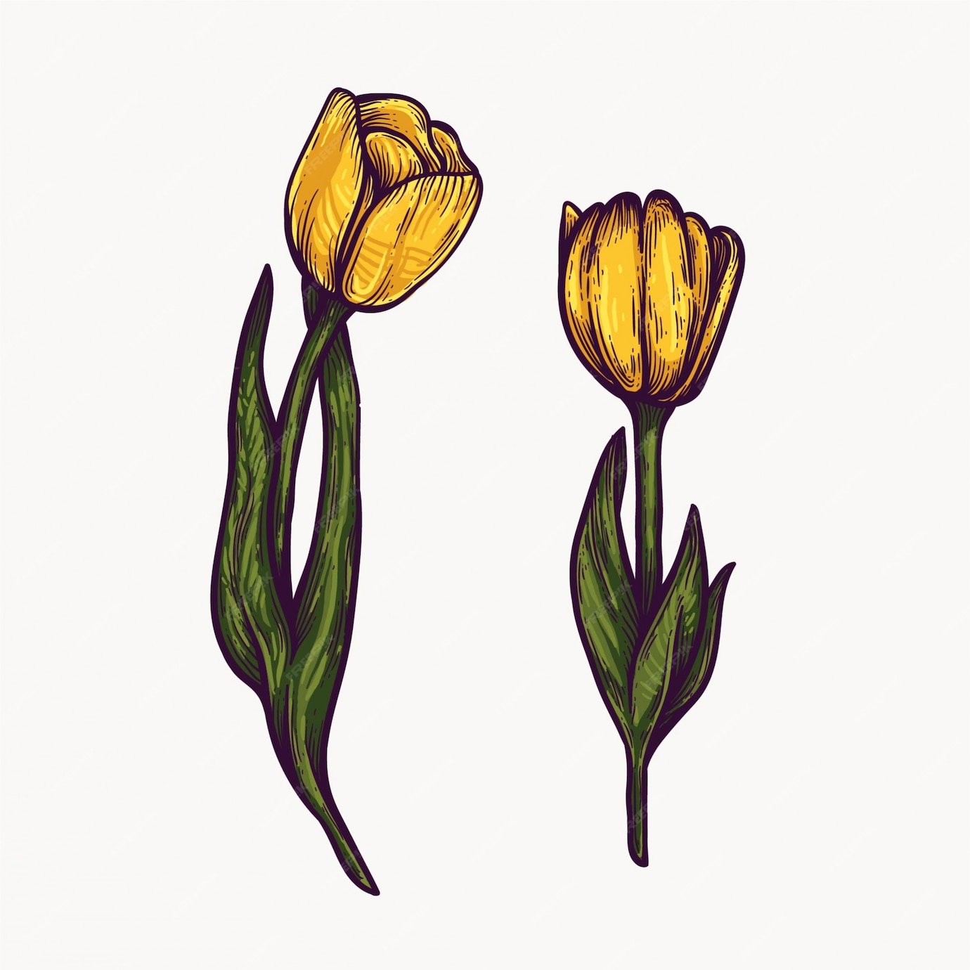 Premium Vector Yellow tulip flowers hand drawn isolated colorful and
