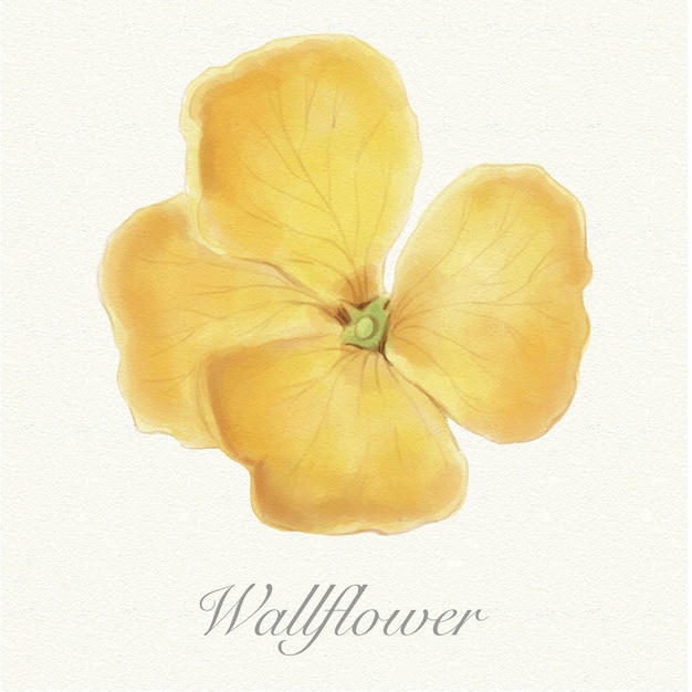 Premium Vector Yellow watercolor wallflower isolated