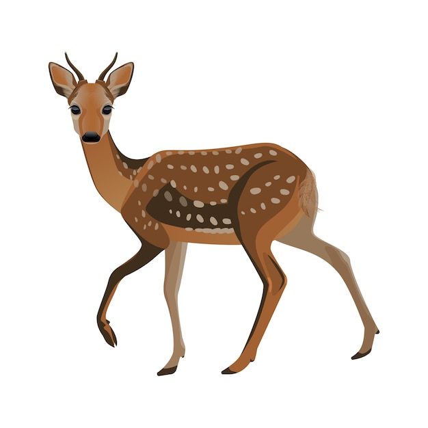 ひづめのある細い脚に 短い角と小さな白い斑点のある茶色のふわふわの毛皮を持つ若い鹿 森の足の動物 プレミアムベクター