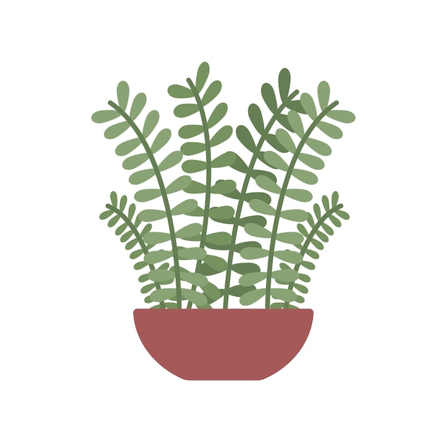 Zamioculcas zamiifolia or zz plant in house ceramic clay pot home or office garden Premium Vector