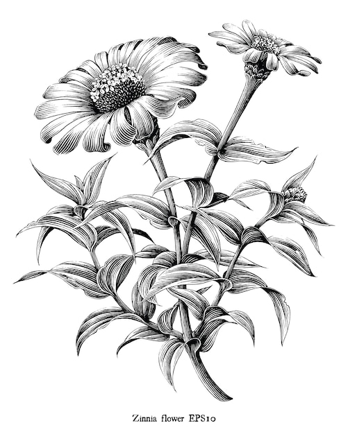 Botanical Clip Art Black White